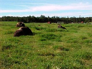 Musk Ox. Palmer Alaska Musk Ox Farm. Travels & Tours Pictures, Photos, Images, & Reviews.