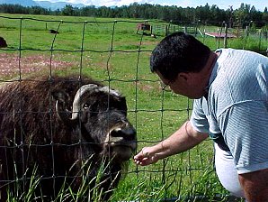 George DeLange Feeding A Musk Ox. Palmer Alaska Musk Ox Farm. Travels & Tours Pictures, Photos, Images, & Reviews.