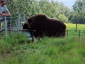 Musk Ox. Palmer Alaska Musk Ox Farm. Travels & Tours Pictures, Photos, Images, & Reviews.