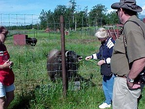 Audrey DeLange Feeding A Musk Ox. Palmer Alaska Musk Ox Farm. Travels & Tours Pictures, Photos, Images, & Reviews.