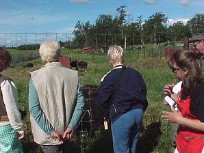 Audrey DeLange Feeding A Musk Ox. Palmer Alaska Musk Ox Farm. Travels & Tours Pictures, Photos, Images, & Reviews.