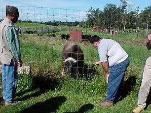 George DeLange Feeding A Musk Ox. Palmer Alaska Musk Ox Farm. Travels & Tours Pictures, Photos, Images, & Reviews.