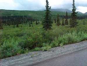 Trees. Palmer To Denali Alaska. Travels & Tours Pictures, Photos, Images, & Reviews.