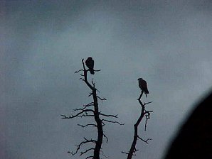Birds. Palmer To Denali Alaska. Travels & Tours Pictures, Photos, Images, & Reviews.
