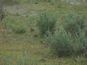 Birds. Palmer To Denali Alaska. Travels & Tours Pictures, Photos, Images, & Reviews.