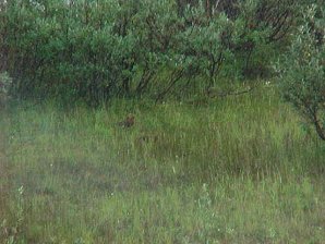 Birds. Palmer To Denali Alaska. Travels & Tours Pictures, Photos, Images, & Reviews.