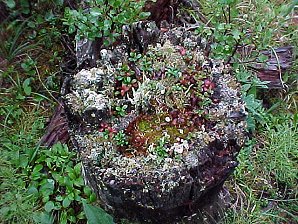 Moss. Palmer To Denali Alaska. Travels & Tours Pictures, Photos, Images, & Reviews.