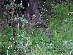 Rabbit. Palmer To Denali Alaska. Travels & Tours Pictures, Photos, Images, & Reviews.