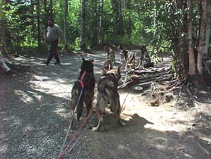 Sled Dogs. Iditarod Sled Museum, Wasilla, Alaska. Travels & Tours Pictures, Photos, Images, & Reviews.