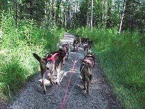 Sled Dogs. Iditarod Sled Museum, Wasilla, Alaska. Travels & Tours Pictures, Photos, Images, & Reviews.