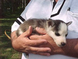 George DeLange Holding The Puppy. Iditarod Sled Museum, Wasilla, Alaska. Travels & Tours Pictures, Photos, Images, & Reviews.