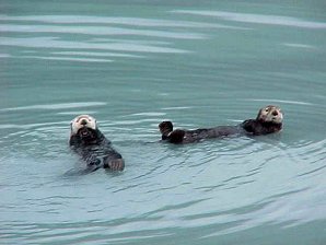 Sea Otter Seward Harbor. Kenai Fjord Cruise. Alaska Travels & Tours Pictures, Photos, Images, & Reviews.