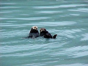 Sea Otters Seward Harbor. Kenai Fjord Cruise. Alaska Travels & Tours Pictures, Photos, Images, & Reviews.