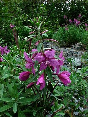 Fire Weed. Exit Glacier. Alaska Travels & Tours Pictures, Photos, Images, & Reviews.