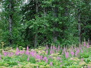 Forest. Seward Alaska. Travels & Tours Pictures, Photos, Images, & Reviews.