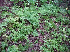 Ferns. Seward Alaska. Travels & Tours Pictures, Photos, Images, & Reviews.