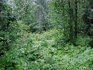Forest. Seward Alaska. Travels & Tours Pictures, Photos, Images, & Reviews.