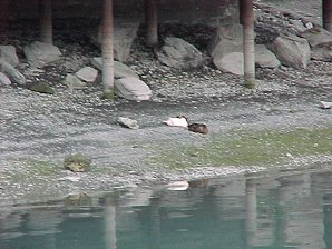 Ducks. Seward Alaska. Travels & Tours Pictures, Photos, Images, & Reviews.
