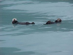 Sea Otter. Seward Alaska. Travels & Tours Pictures, Photos, Images, & Reviews.