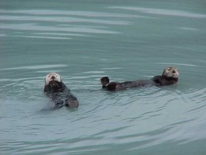 Sea Otters. Seward Alaska. Travels & Tours Pictures, Photos, Images, & Reviews.