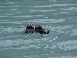 Sea Otters. Seward Alaska. Travels & Tours Pictures, Photos, Images, & Reviews.