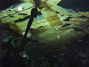 Kelp Beds. Alaska Sea Life Center, Seward Alaska. Travels & Tours Pictures, Photos, Images, & Reviews.