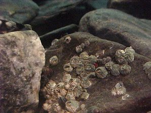 Barnacles. Alaska Sea Life Center, Seward Alaska. Travels & Tours Pictures, Photos, Images, & Reviews.