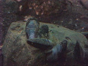 Mussels. Alaska Sea Life Center, Seward Alaska. Travels & Tours Pictures, Photos, Images, & Reviews.