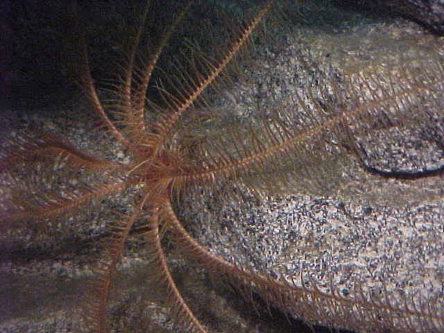 Star Fish. Alaska Sea Life Center, Seward Alaska. Travels & Tours Pictures, Photos, Images, & Reviews.