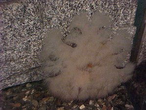 Starfish. Alaska Sea Life Center, Seward Alaska. Travels & Tours Pictures, Photos, Images, & Reviews.