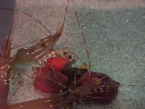 Shrimp. Alaska Sea Life Center, Seward Alaska. Travels & Tours Pictures, Photos, Images, & Reviews.