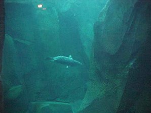 Seal. Alaska Sea Life Center, Seward Alaska. Travels & Tours Pictures, Photos, Images, & Reviews.