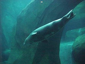 Seal. Alaska Sea Life Center, Seward Alaska. Travels & Tours Pictures, Photos, Images, & Reviews.