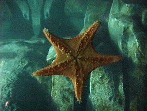 Starfish. Alaska Sea Life Center, Seward Alaska. Travels & Tours Pictures, Photos, Images, & Reviews.