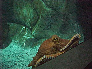 Octopus. Alaska Sea Life Center, Seward Alaska. Travels & Tours Pictures, Photos, Images, & Reviews.