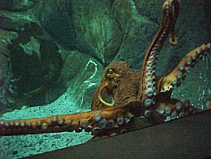 Octopus. Alaska Sea Life Center, Seward Alaska. Travels & Tours Pictures, Photos, Images, & Reviews.