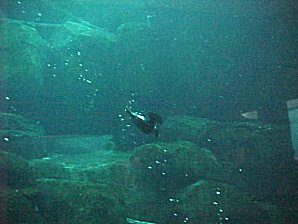 Puffin. Alaska Sea Life Center, Seward Alaska. Travels & Tours Pictures, Photos, Images, & Reviews.