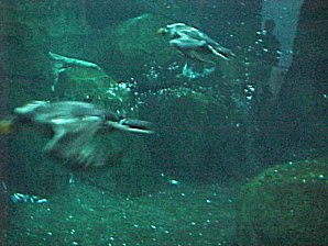 Puffin. Alaska Sea Life Center, Seward Alaska. Travels & Tours Pictures, Photos, Images, & Reviews.