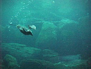 Puffin. Alaska Sea Life Center, Seward Alaska. Travels & Tours Pictures, Photos, Images, & Reviews.