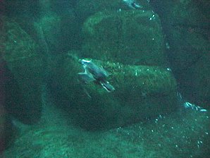 Puffin. Alaska Sea Life Center, Seward Alaska. Travels & Tours Pictures, Photos, Images, & Reviews.