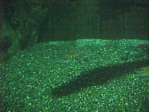 Star Fish. Alaska Sea Life Center, Seward Alaska. Travels & Tours Pictures, Photos, Images, & Reviews.