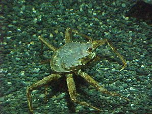 Crab. Alaska Sea Life Center, Seward Alaska. Travels & Tours Pictures, Photos, Images, & Reviews.