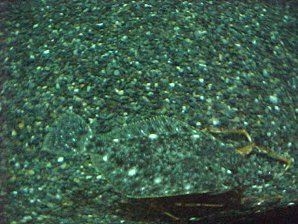 Halibut. Alaska Sea Life Center, Seward Alaska. Travels & Tours Pictures, Photos, Images, & Reviews.