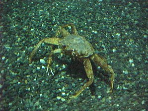 Crab. Alaska Sea Life Center, Seward Alaska. Travels & Tours Pictures, Photos, Images, & Reviews.