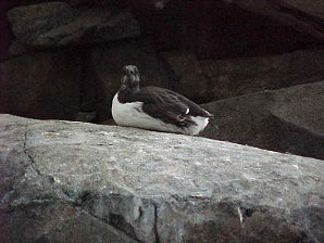 Puffin. Alaska Sea Life Center, Seward Alaska. Travels & Tours Pictures, Photos, Images, & Reviews.