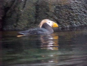 Puffin. Alaska Sea Life Center, Seward Alaska. Travels & Tours Pictures, Photos, Images, & Reviews.