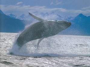 Humpback Whale. Seward Alaska. Travels & Tours Pictures, Photos, Images, & Reviews.