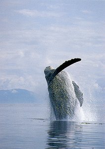 Humpback Whale. Seward Alaska. Travels & Tours Pictures, Photos, Images, & Reviews.