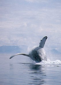 Humpback Whale. Seward Alaska. Travels & Tours Pictures, Photos, Images, & Reviews.