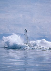 Humpback Whale. Seward Alaska. Travels & Tours Pictures, Photos, Images, & Reviews.